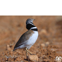 گونه زنگوله‌ بال Little Bustard